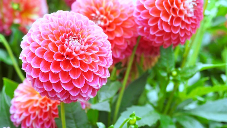 Dahlia Flowers