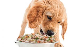 Dog Food Recipe