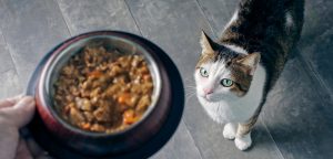 Cat Food