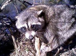 Raccoon Removal