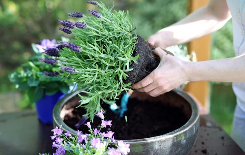 Garden Plants