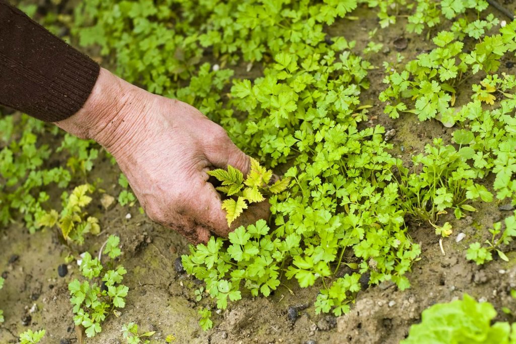 a weed meaning