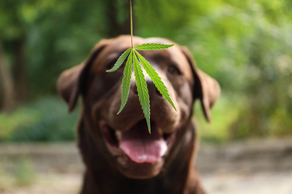 cbd for dogs
