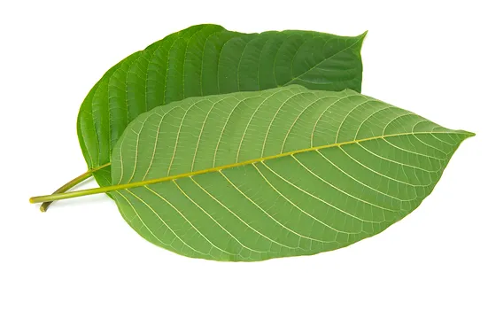 Kratom